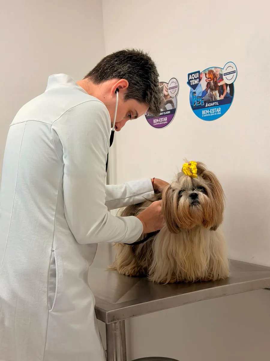 Dr. Pedro Stipp auscultando um shih-tzu na mesa de consulta
